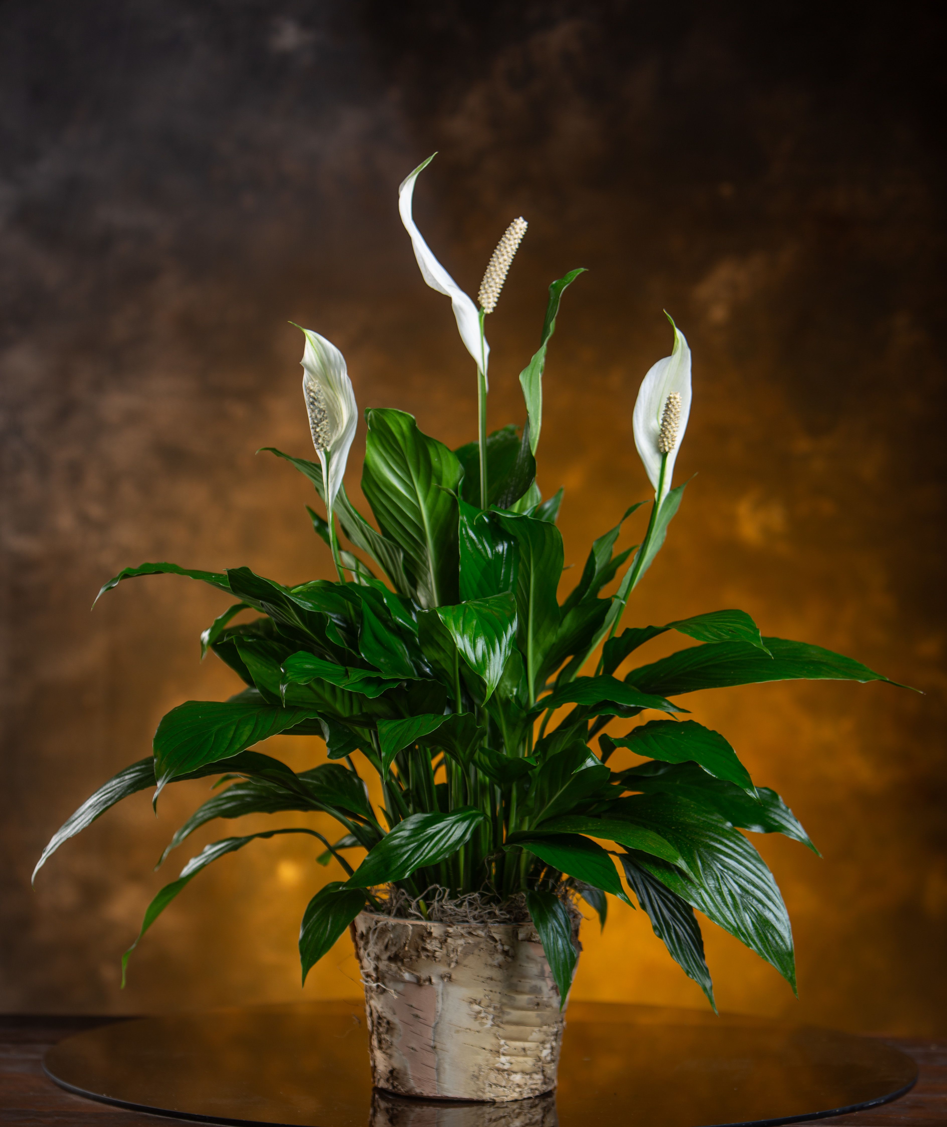 Potted peace lily with white blooms in a birch-style container