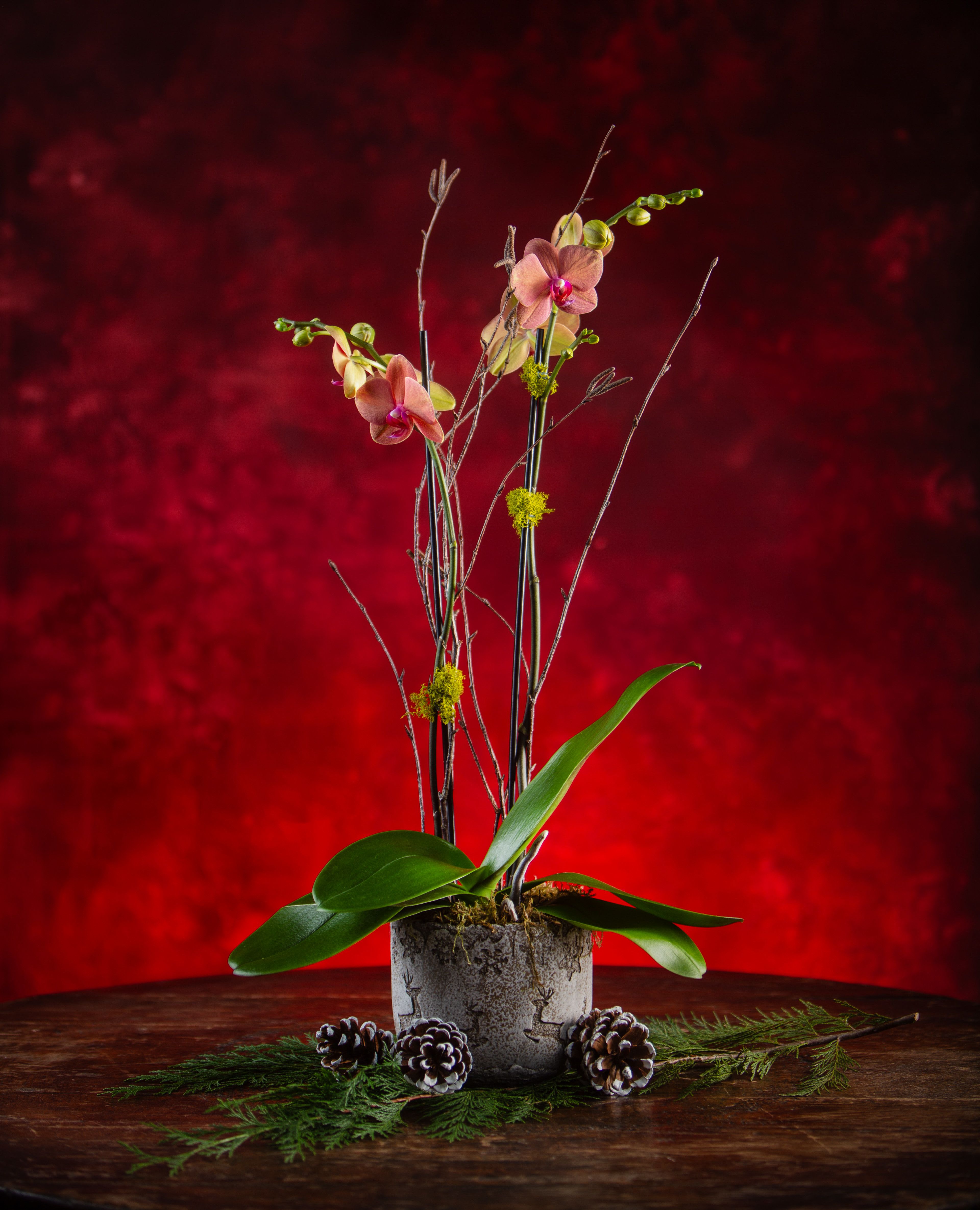 Potted orchid arrangement with tall stems and pinecones on a wooden table