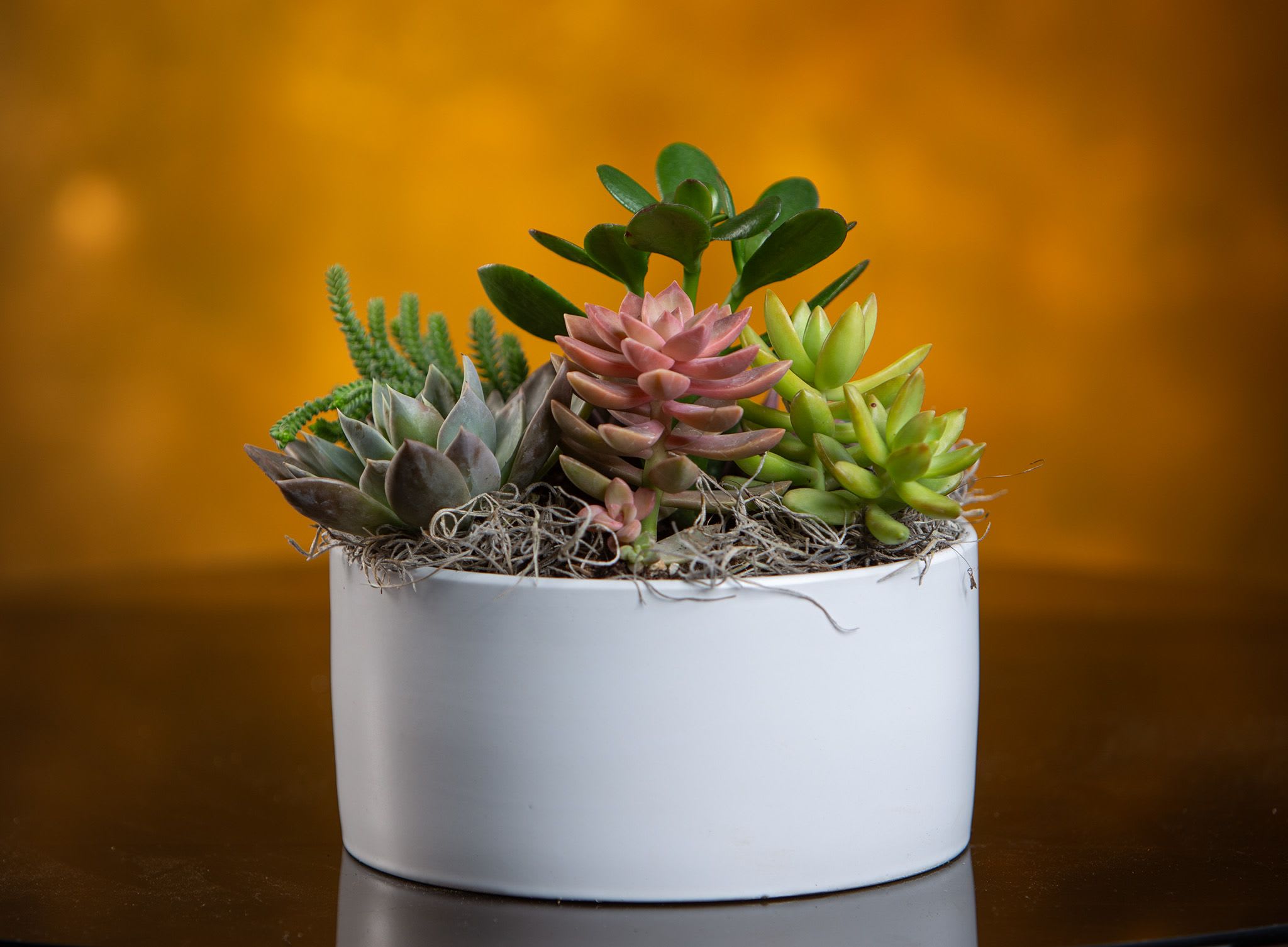 Succulent arrangement in a white oval planter