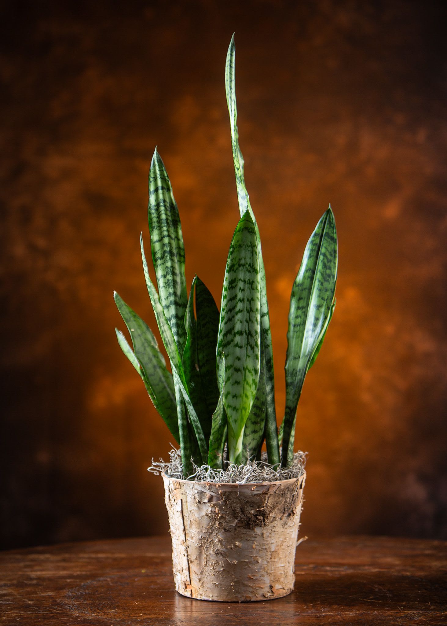 Potted snake plant in a birch bark container
