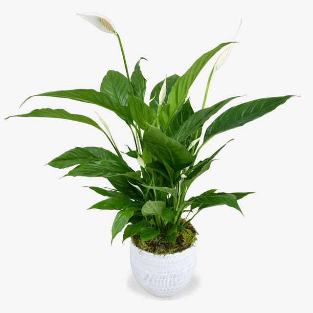 Potted green peace lily plant with white blooms in a textured white pot