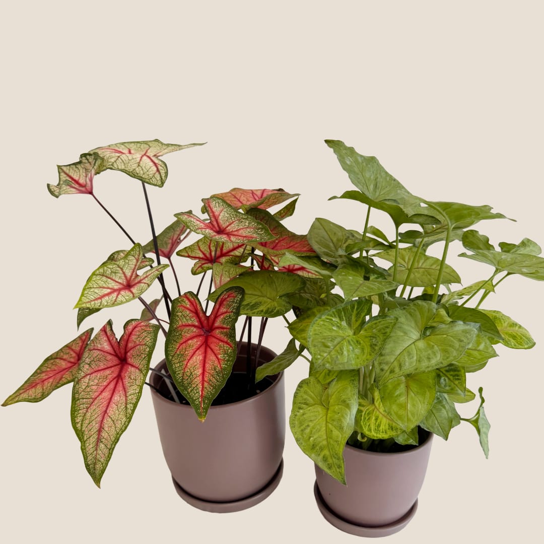 Two potted caladium plants with pink-and-green and green leaves