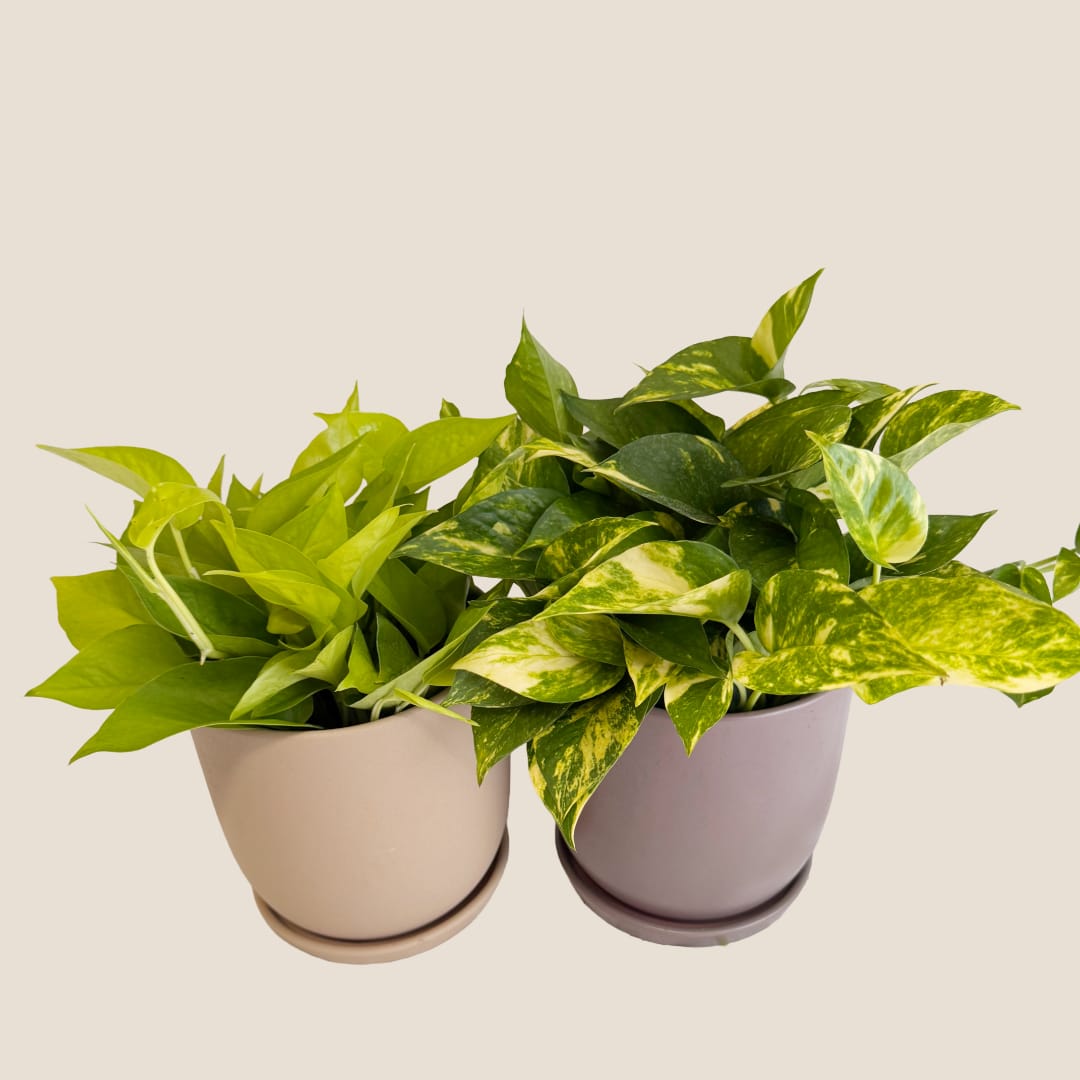 Two potted pothos plants with variegated green leaves