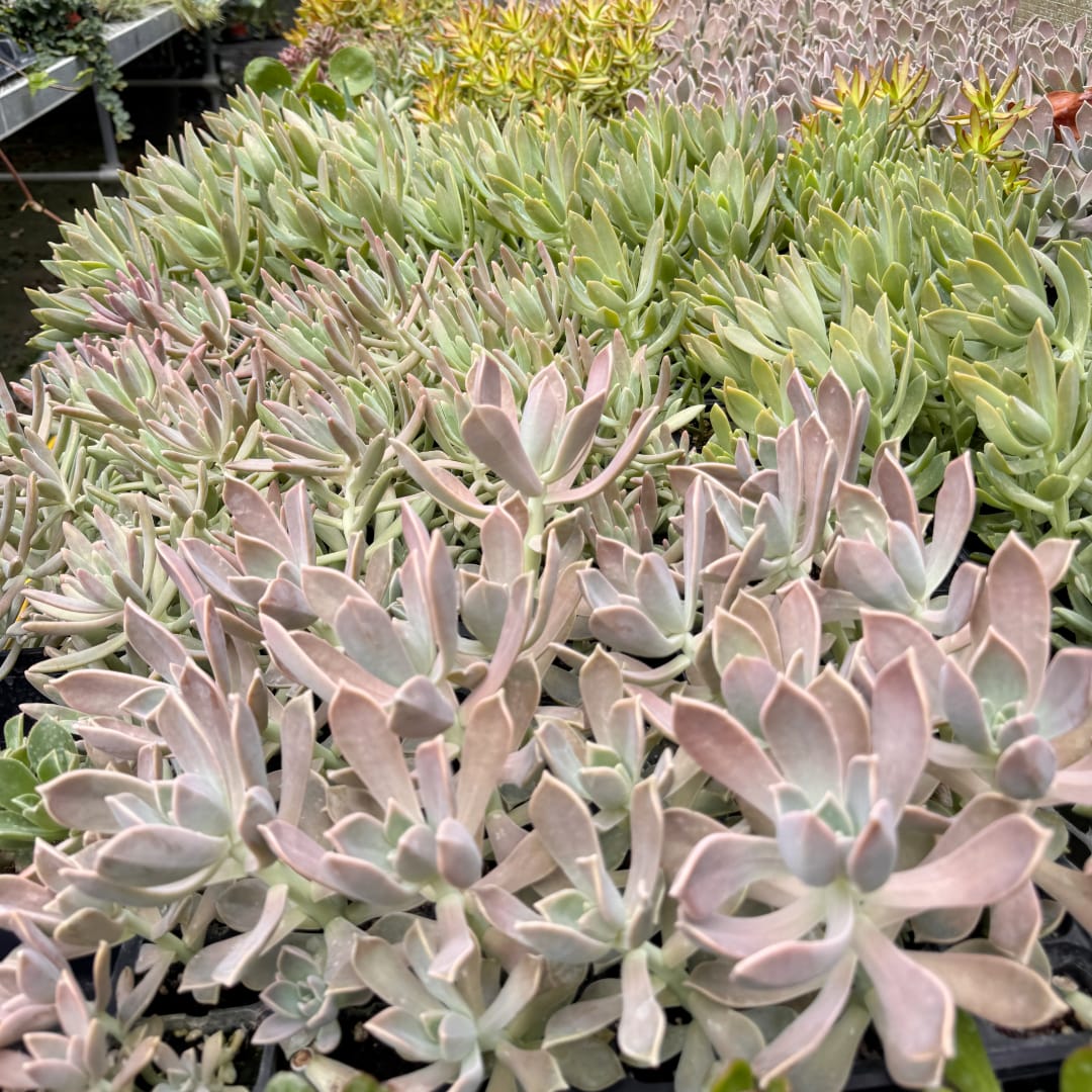 Tray of pastel succulents with fleshy rosette leaves