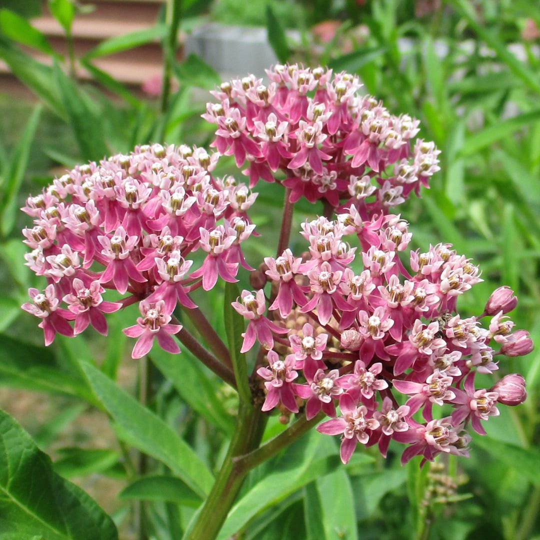 Clusters of small pink flowers on stems against a green background
