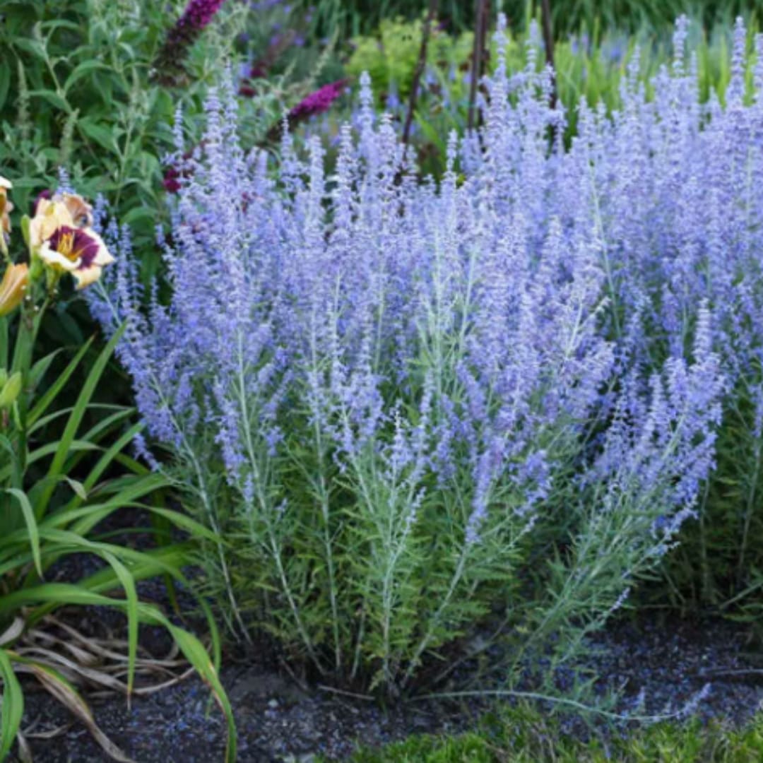 Cluster of tall lavender-blue flowering spikes in a garden bed