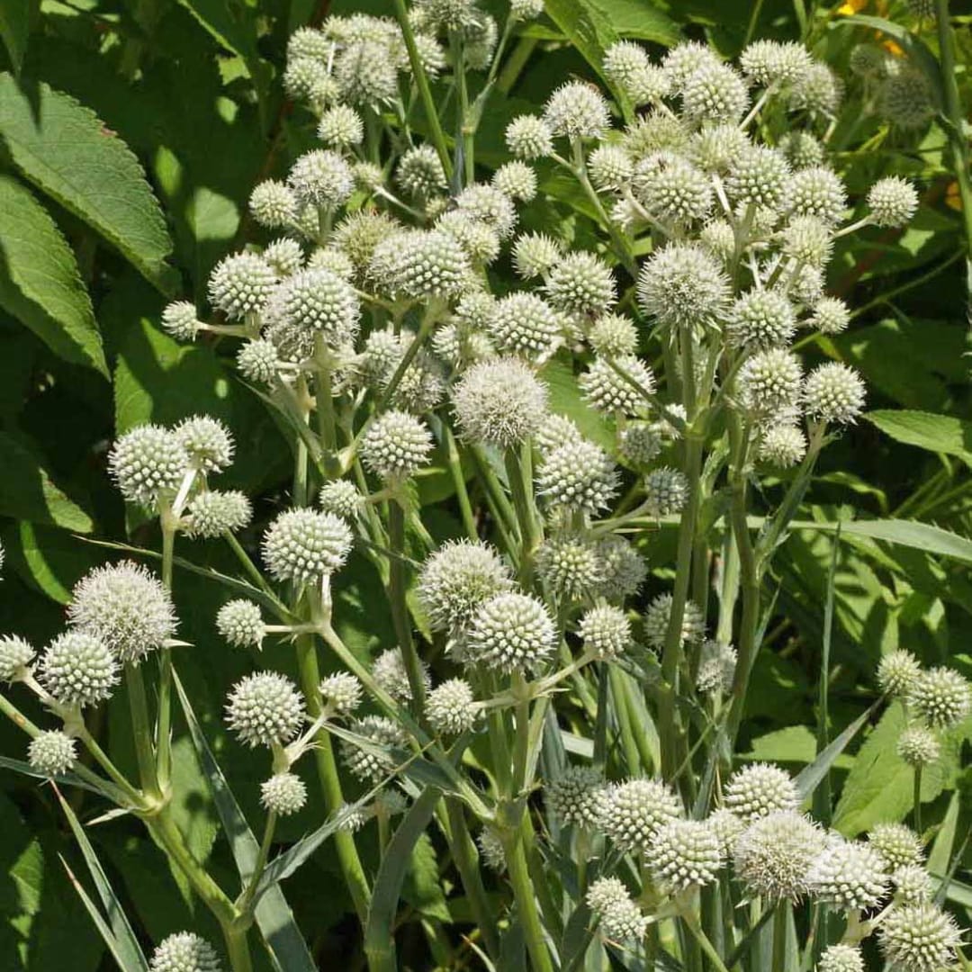 Cluster of white spherical flowers among green foliage