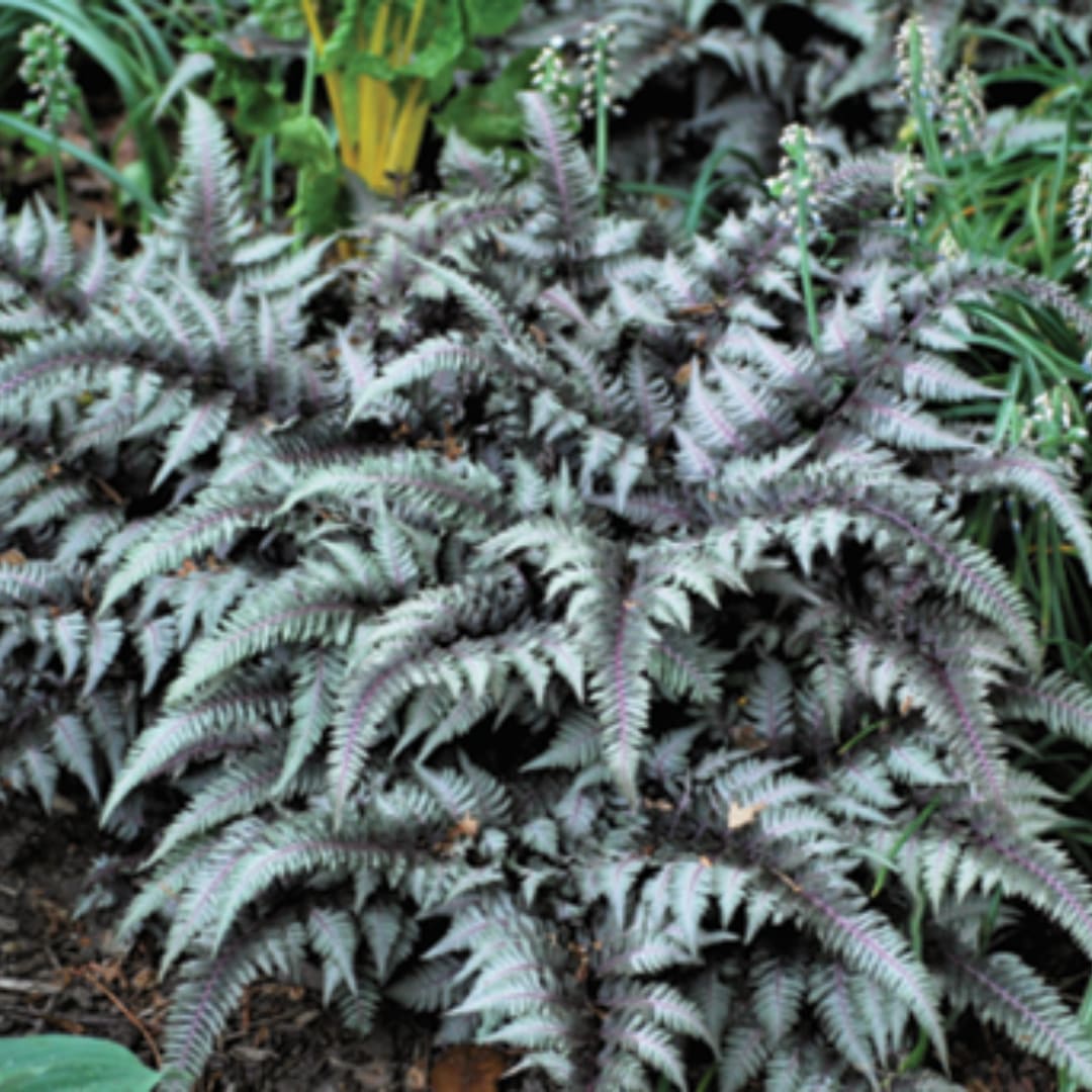 Dense silver-gray fern-like plant with purple-tinted fronds
