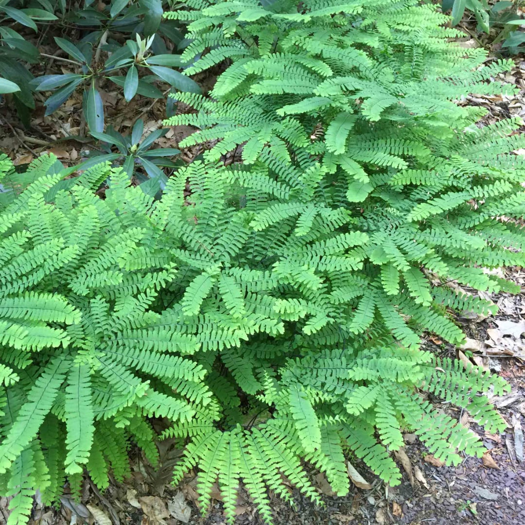 Bright green fern-like plants growing in a garden bed