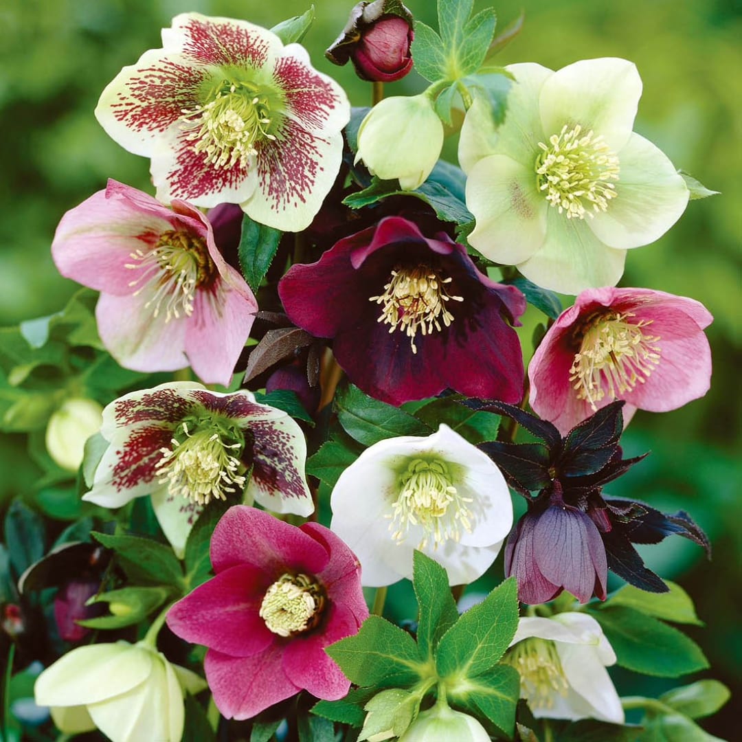 Cluster of hellebore flowers in pink, white, and burgundy tones