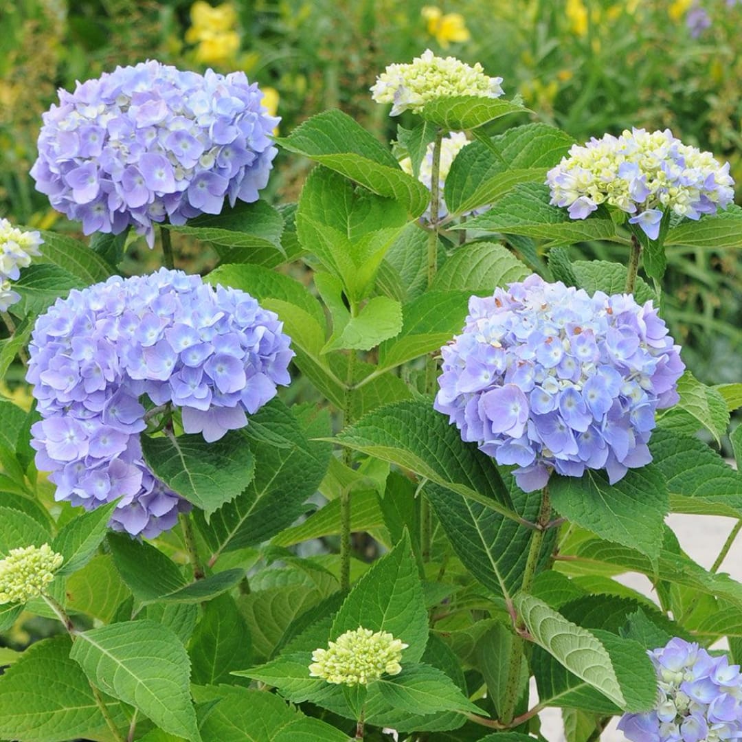 Clusters of lavender hydrangea blooms in a garden setting