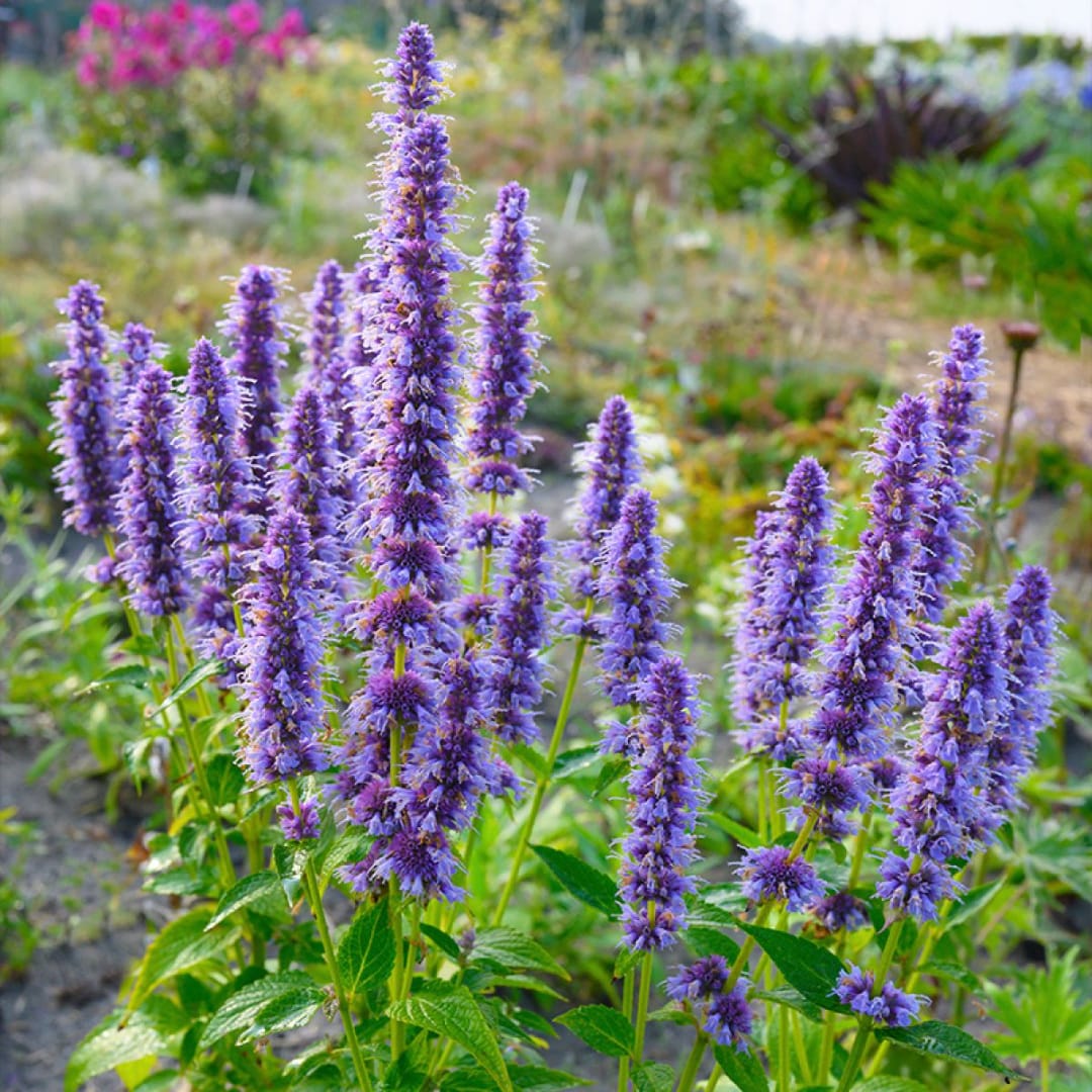 Purple flower spikes in a garden bed