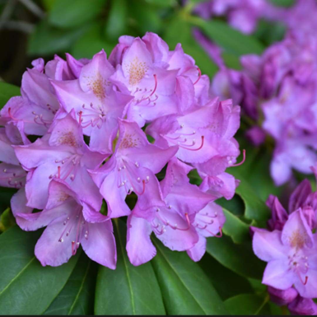 Cluster of lavender-purple flowers with broad green leaves