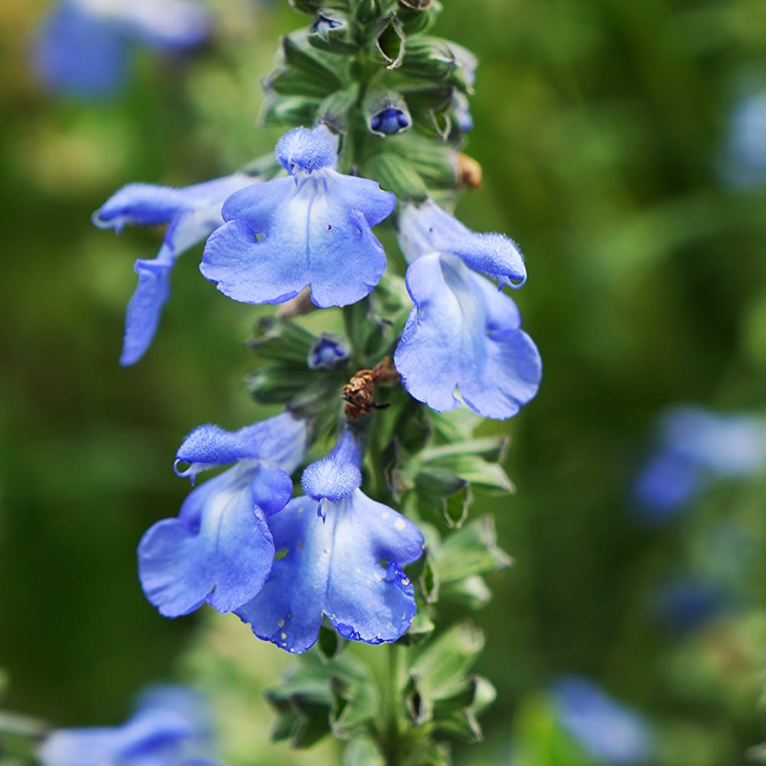 Close-up of blue flowers on a vertical stem