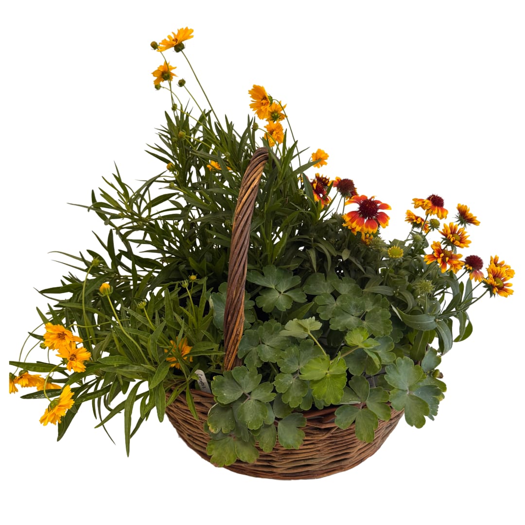 Basket of yellow-orange flowers and green potted plants