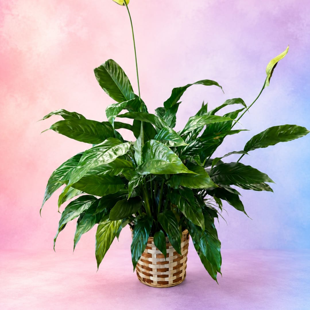 Potted green houseplant in a woven basket planter