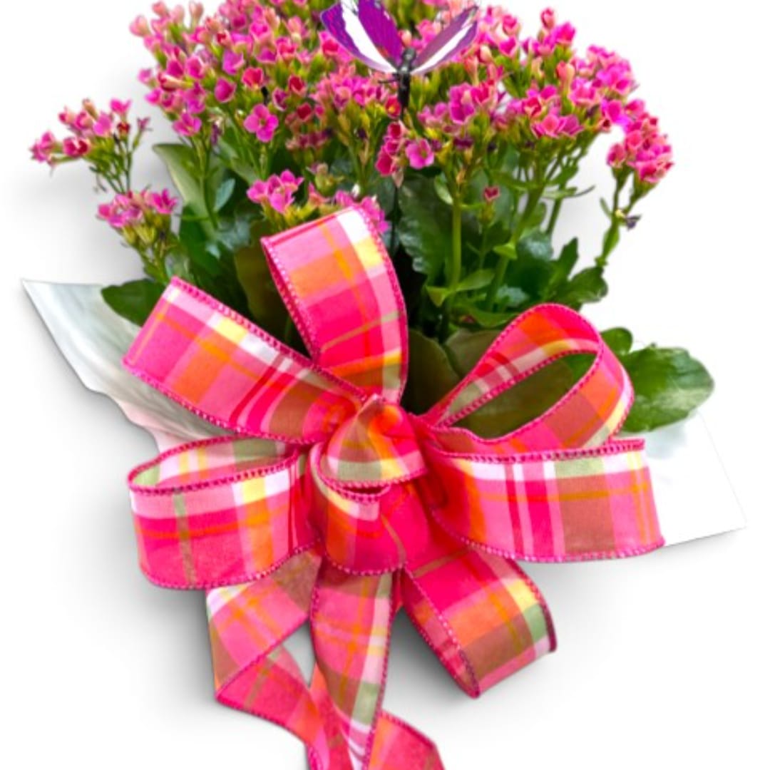 Pink flowering plant in a white pot with a large plaid ribbon bow