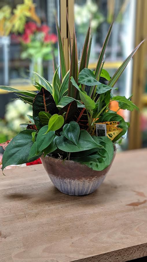 Mixed tropical houseplant arrangement in a ceramic bowl