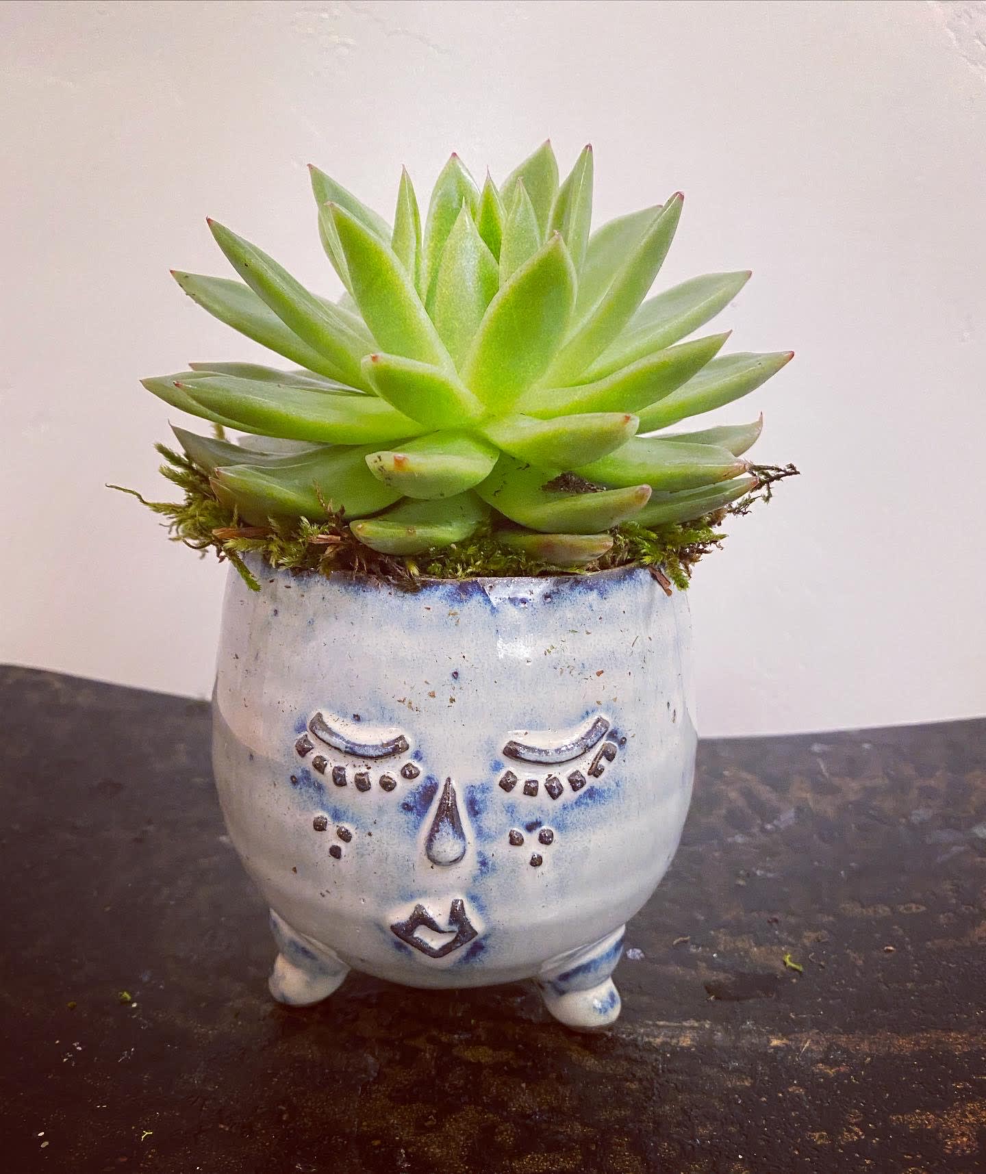 Succulent in a small face-shaped ceramic planter