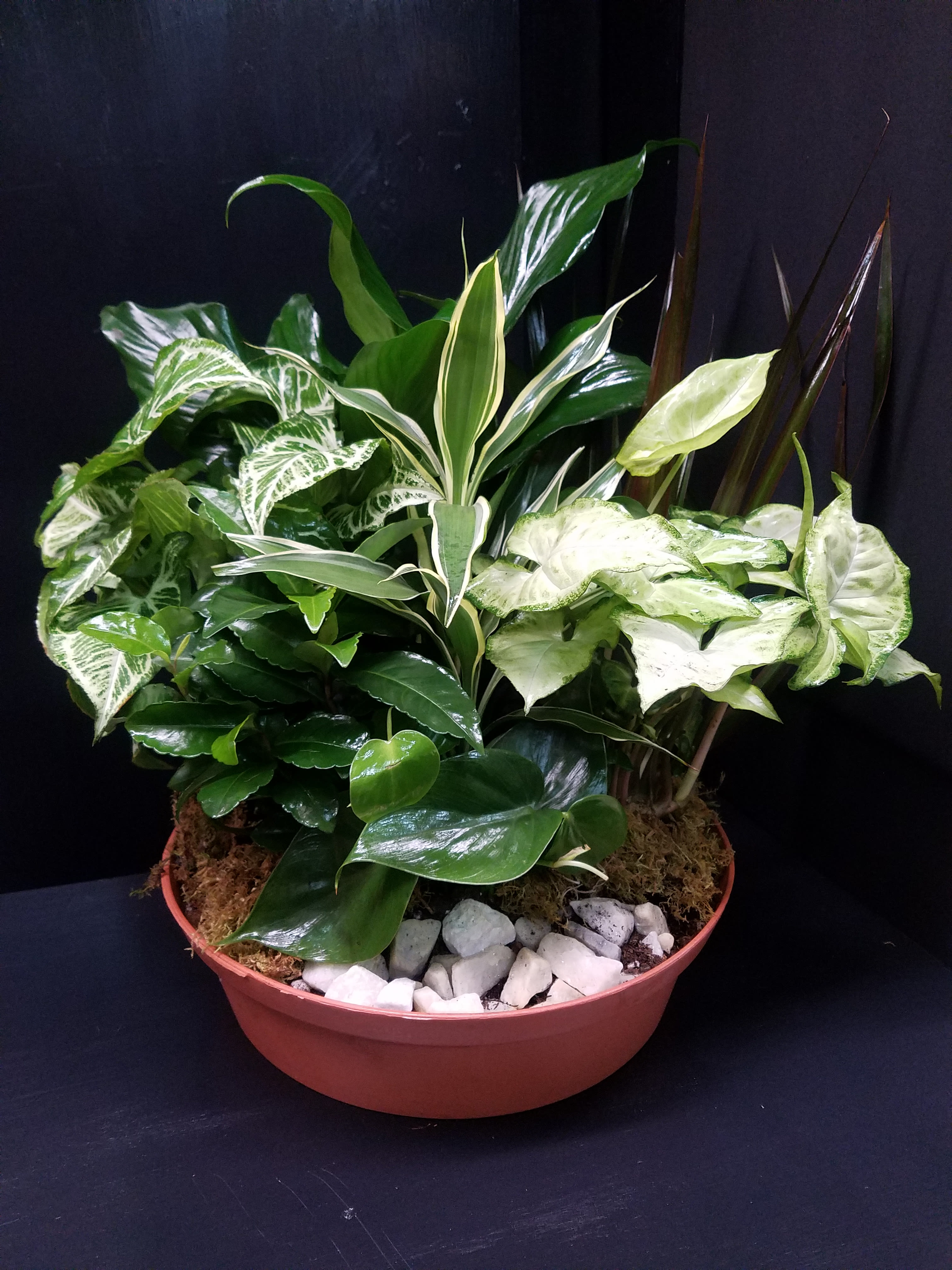 Medium 12 in.Dish Garden  - A mix of gorgeous plants fills this flat dish garden making this a perfect gift for men or women. Celebration or sympathy. Birthday or any day. So beautiful and bountiful it will deliver any message eloquently. 10 Inch round