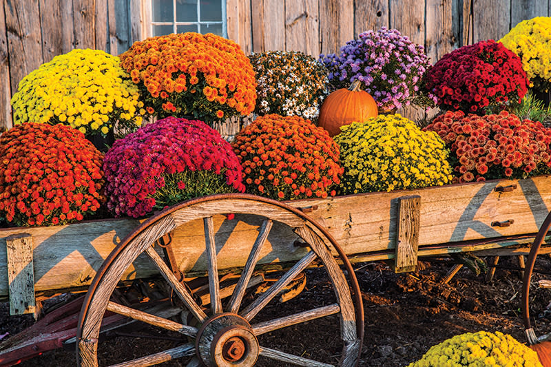 Fall Mums - We have a Variety of fall colors in 3 different sizes  8 in -, 10 in Standard price, 12 in Deluxe Price  