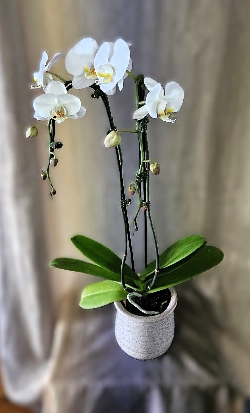 Waterfall Phalaenopsis Orchid - Symbolizing love, refinement, strength and rare beauty, our Waterfall double spike Phalaenopsis orchid arrives in a beautiful ceramic vessel and wired stems. (Vessel will vary).
