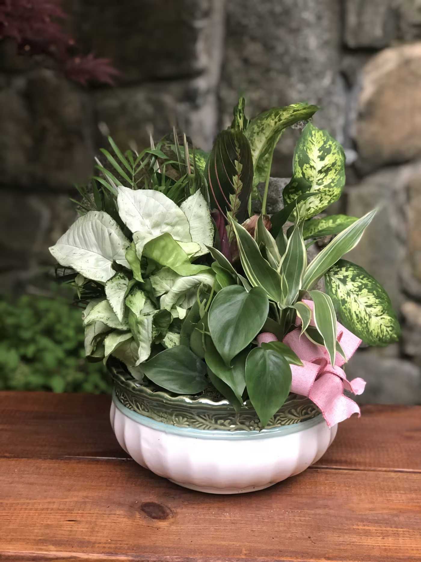Mixed green houseplants arranged in a decorative bowl with a pink ribbon