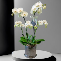 Two White Orchids - What’s better than one white phalaenopsis orchid? Two of these beautiful orchid plants, nestled side by side in a pot, along with a blooming white azalea plant. An elegant presentation, and an appropriate gift for any occasion. Available in many colors.