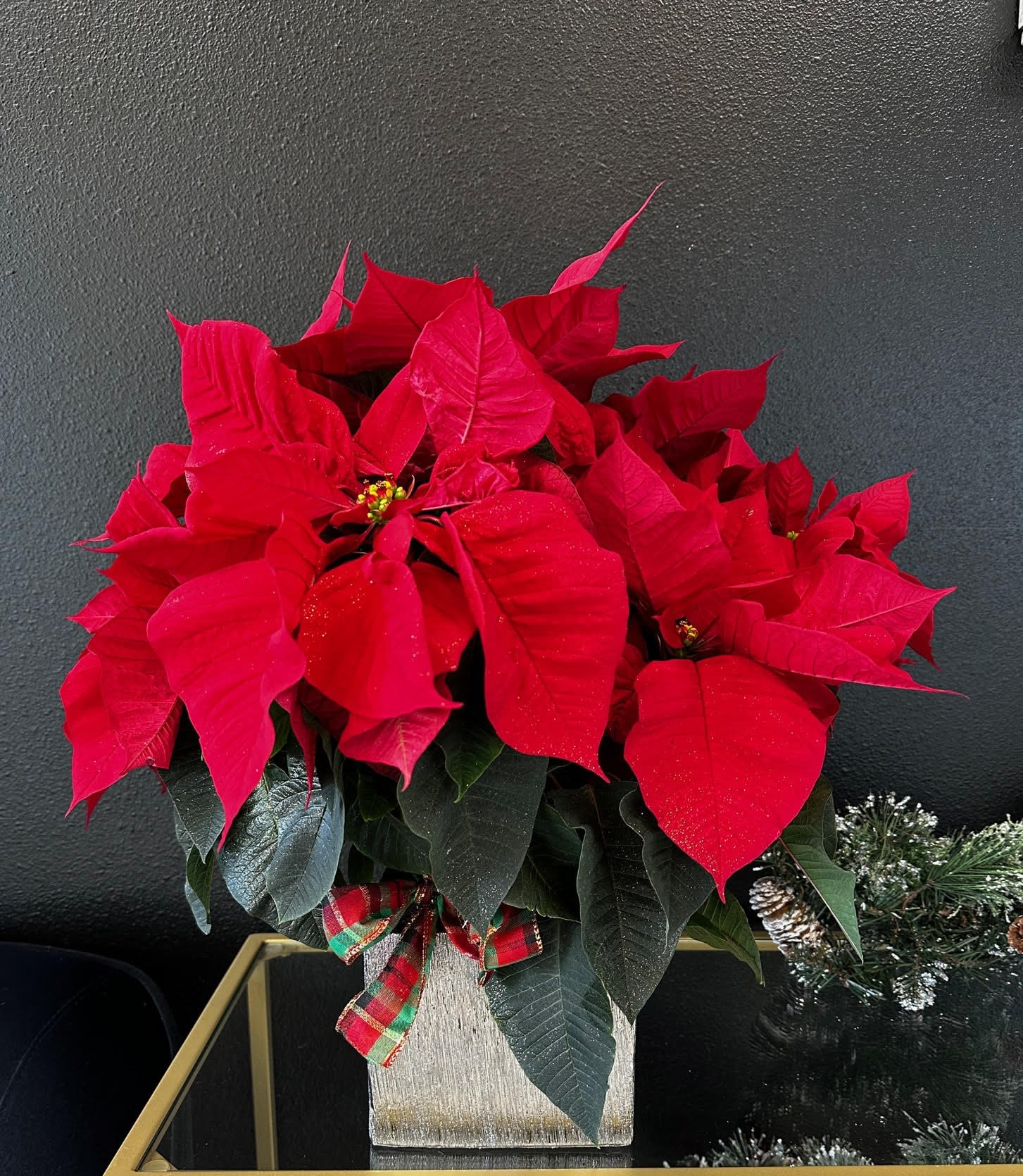 Poinsettia Plant by Lucy's Flowers - Happy Holidays! A classic holiday plant, the poinsettia plants vibrant color brings some cheer to any room. A perfect Christmas present for any relation.