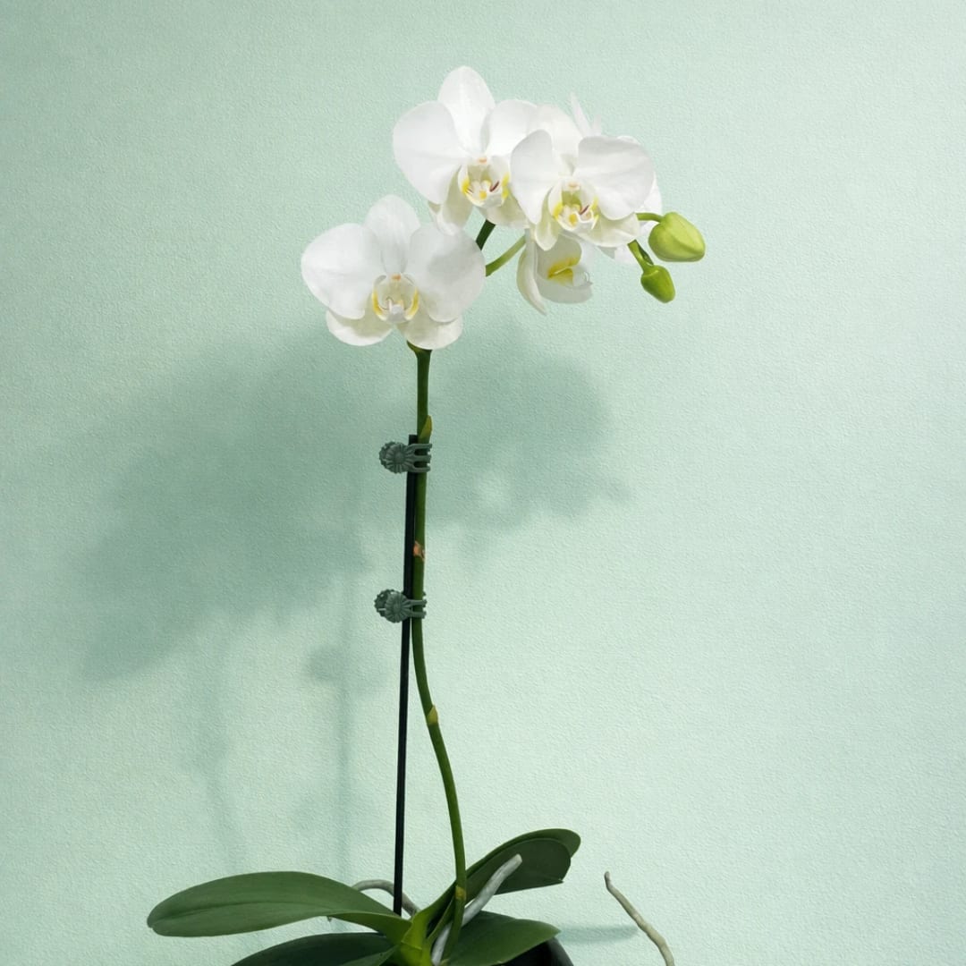 White orchid blooms on a single stem in a pot