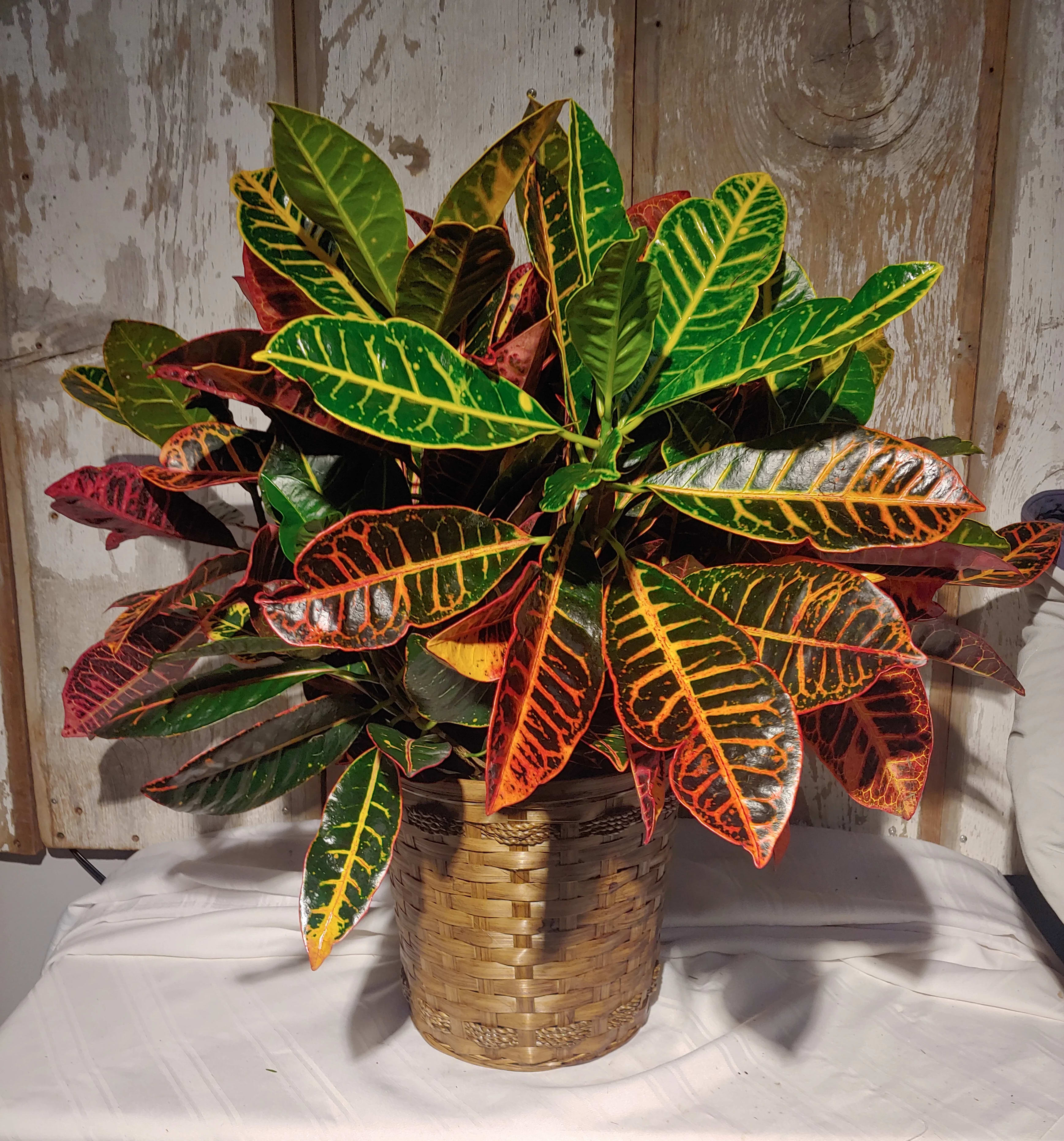Crotan - Large in Basket - Croton