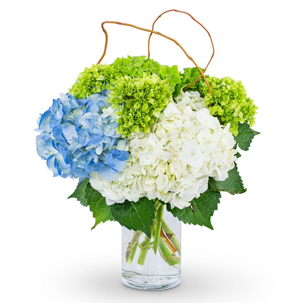 Blue, white, and green hydrangeas in a clear glass vase