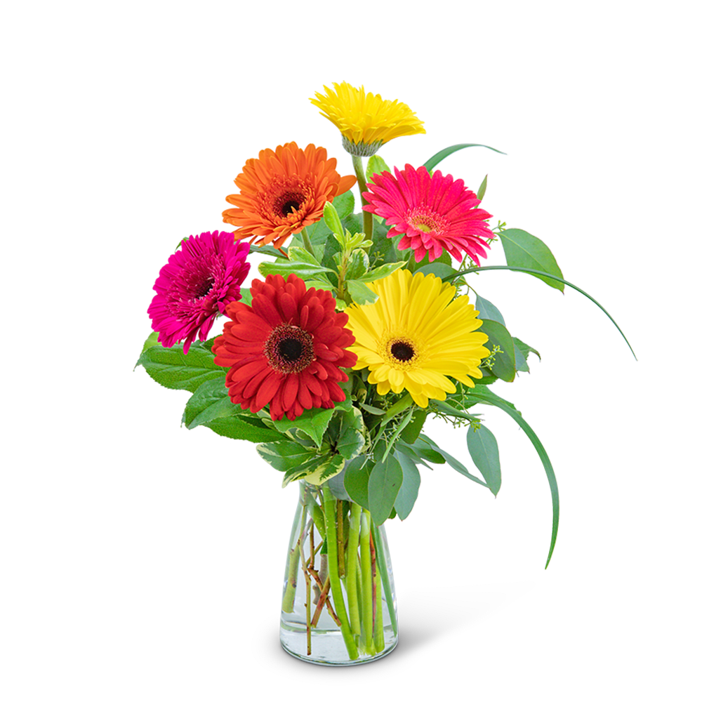 Bright gerbera daisies in a clear glass vase