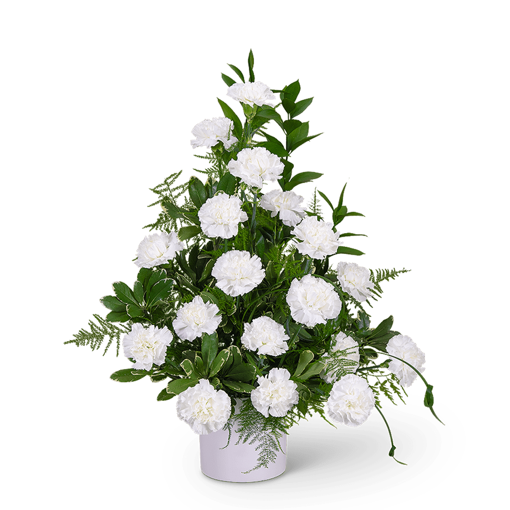 White carnations arranged in a white vase with green foliage