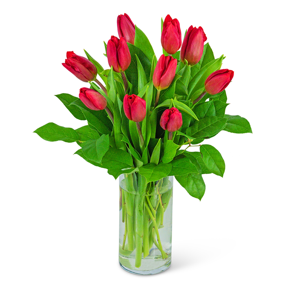 Red tulips arranged in a clear glass vase