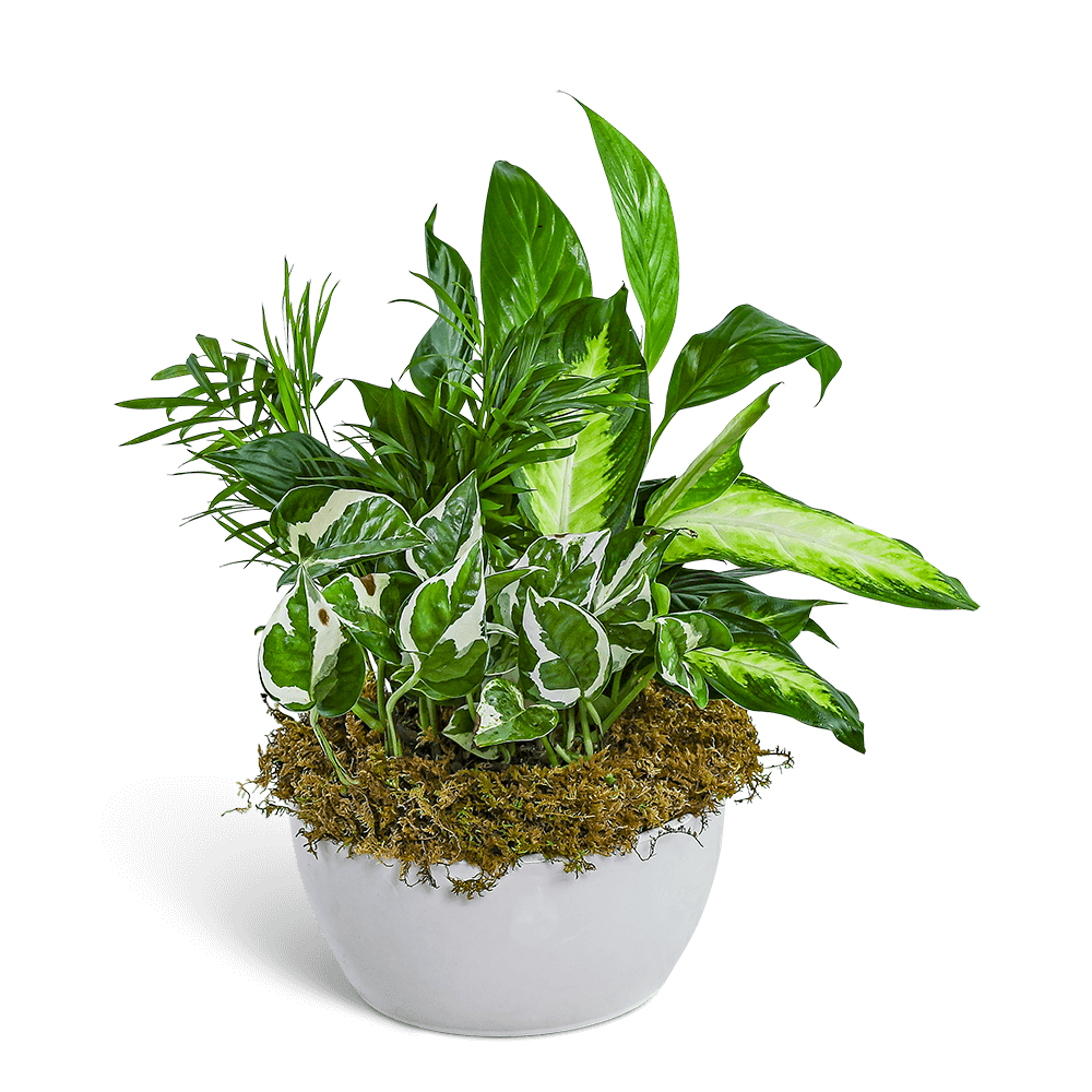 Zen Dish Garden - The Zen Dish Garden features a peaceful blend of lush green foliage, artfully arranged in a sleek ceramic container. Ideal for sympathy gifts, office decor, or just to brighten someone's day, this elegant garden is available for local plant delivery. Plant varieties and shades of green may vary slightly with seasonal availability.
