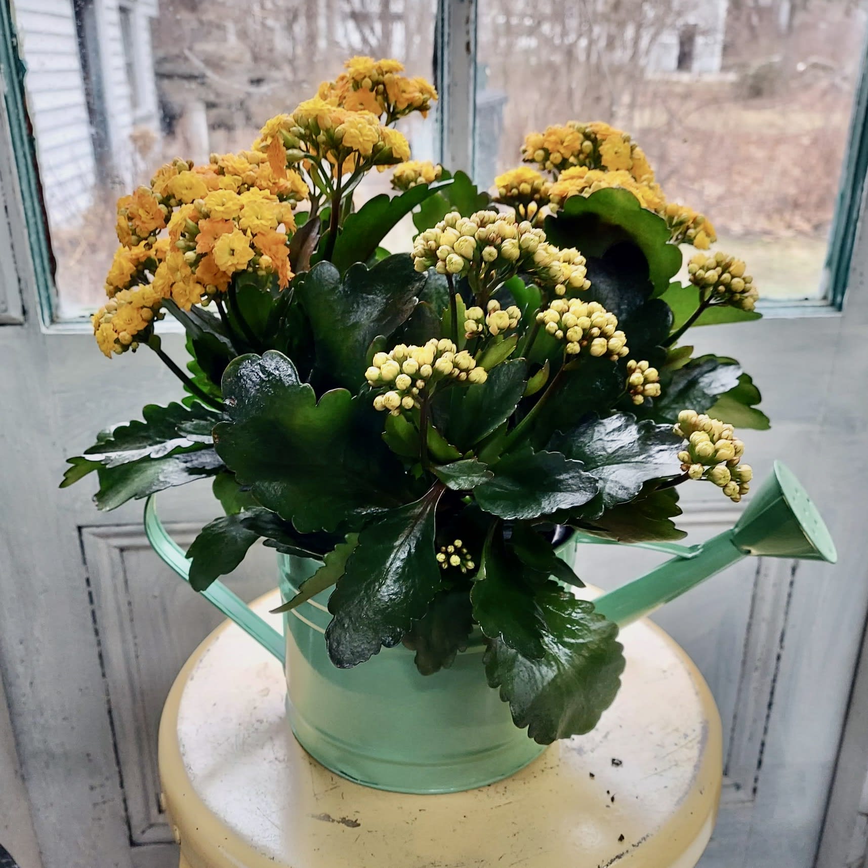 Yellow flowering plant in a mint-green watering can