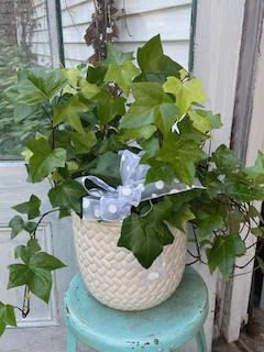 Potted ivy plant in a textured white container with a ribbon