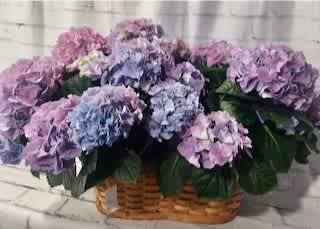 Basket of pink and lavender hydrangeas