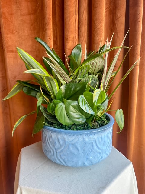 Mixed green potted plant arrangement in a blue ceramic pot