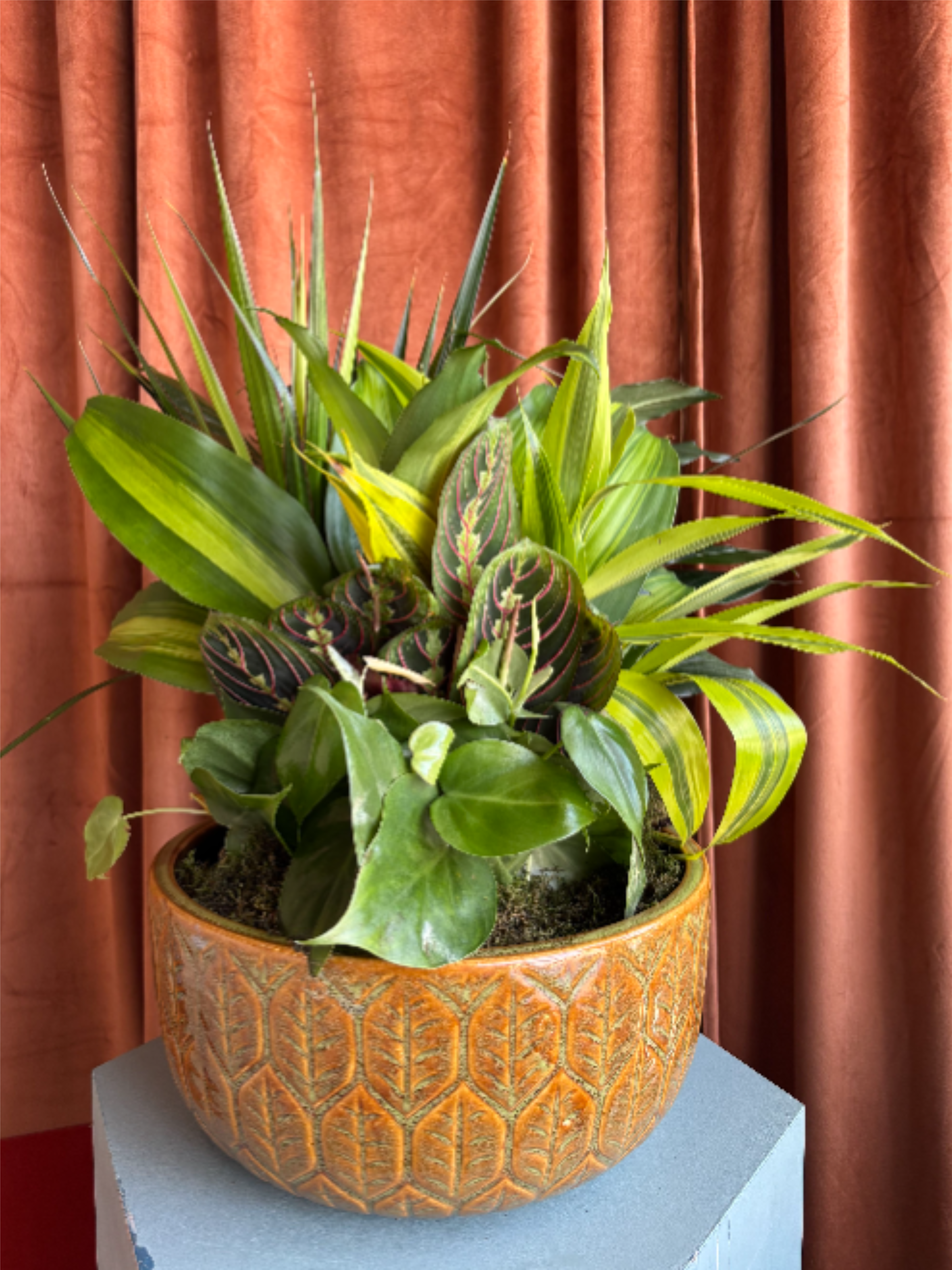 12 Inch Dish Garden  - Send a gift that grows! Our 12" dish garden features a beautiful mix of easy-care plants arranged in a ceramic container. A thoughtful, long-lasting gift for home or office. Please note: container styles may vary from the photo shown.