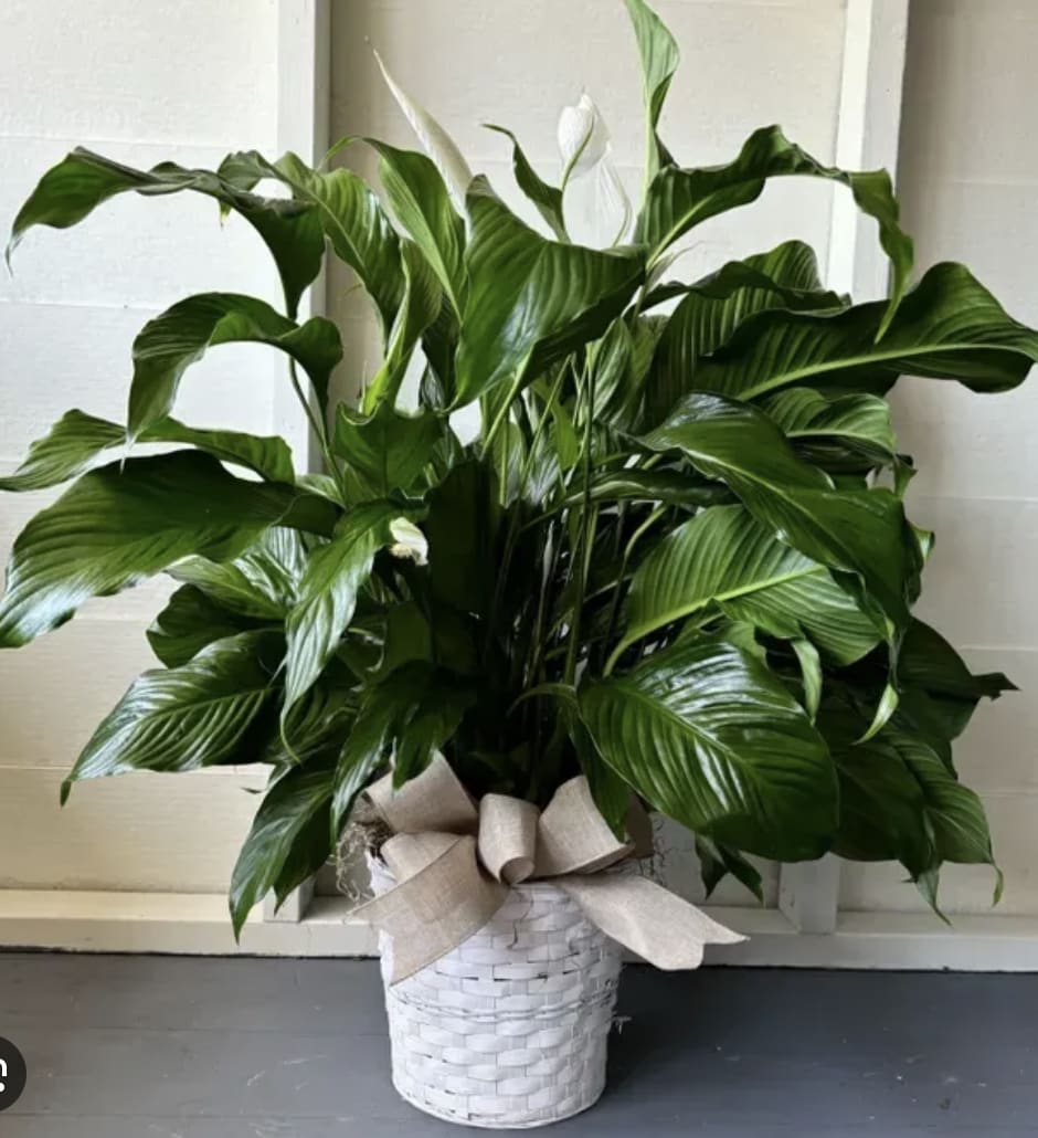 Potted peace lily with white blooms in a white basket wrapped with a beige bow