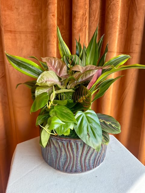 Potted tropical foliage arrangement in a striped ceramic planter