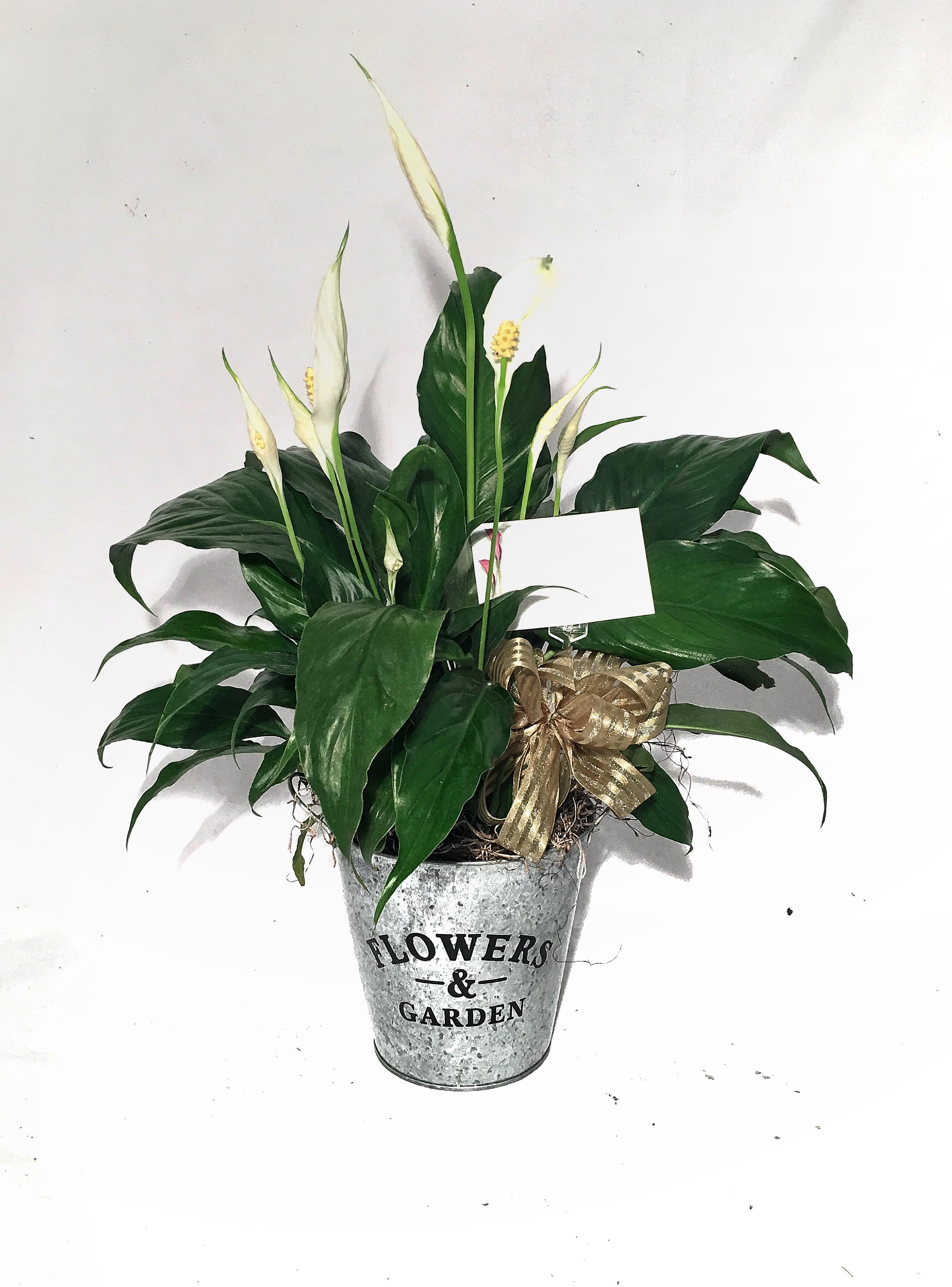 Peace lily plant with white blooms in a galvanized metal pot and gold bow