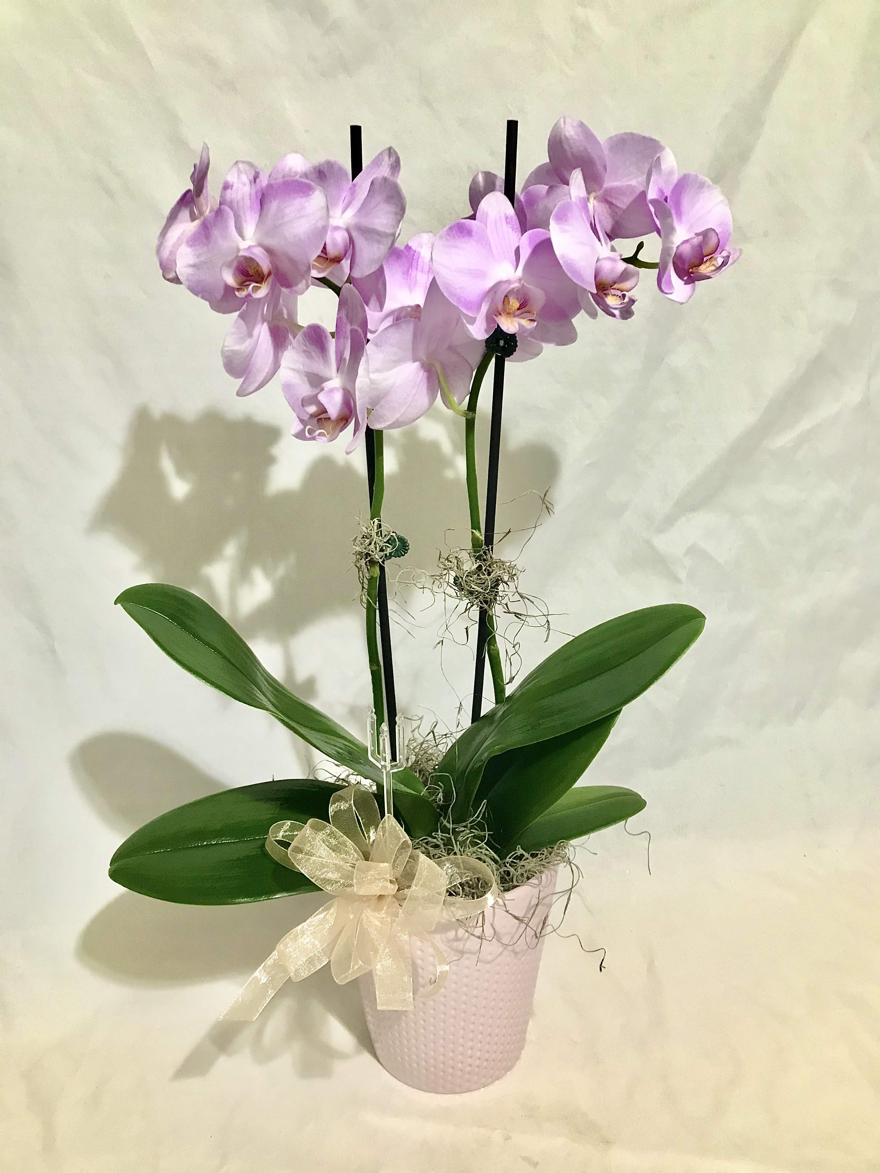 Tall potted lavender phalaenopsis orchid with two blooming stems in a pink pot and ribbon bow.