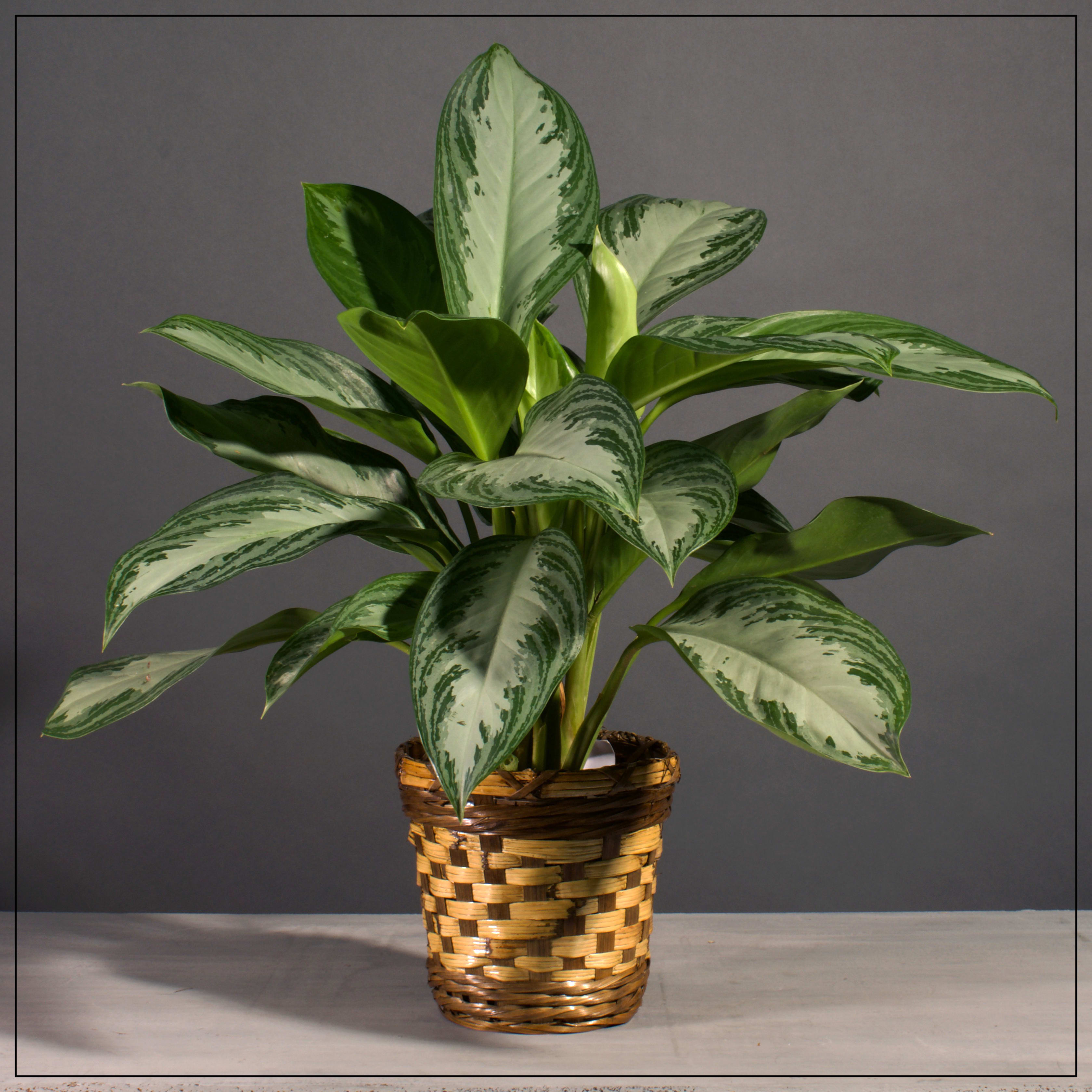 Chinese Evergreen in Basket - Delived in a wicker basket.  Chinese Evergreen Plants do best in low to moderate light. (Comes in 6in, 8in and 10in pot)
