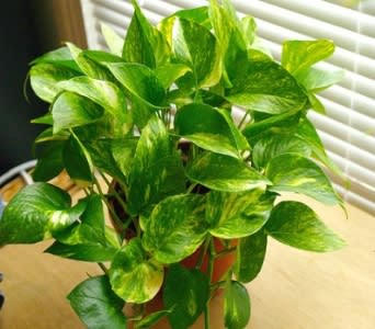 Potted pothos plant with variegated green leaves