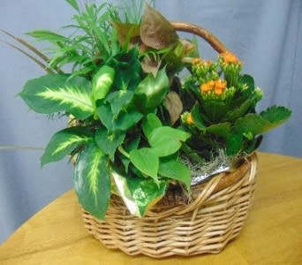 Basket of green potted plants with small orange flowers