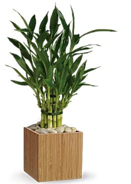 Potted bamboo plant in a square wooden planter with stones