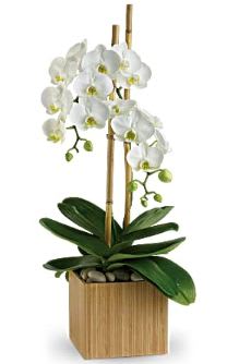 Opulent Orchid Plant  - A graceful white Phalaenopsis Orchid plant potted in a modern bamboo container with slender bamboo support sticks and glowing river rock is an enchanting gift for any occasion.  Available for same day delivery to University Hills, Washington Park, Cory-Merrill, Wellshire, Congress Park and many Denver neighborhoods by Denver's Best Florist, Floral Expressions!  